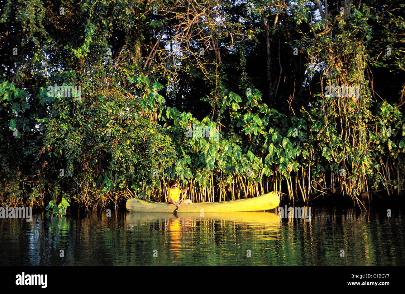 France, Guadeloupe (French West Indies), Basse Terre, mangrove swamp by