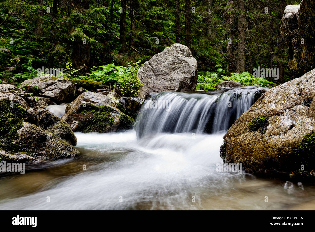 Peaceful mountain stream flows through lush forest Stock Photo