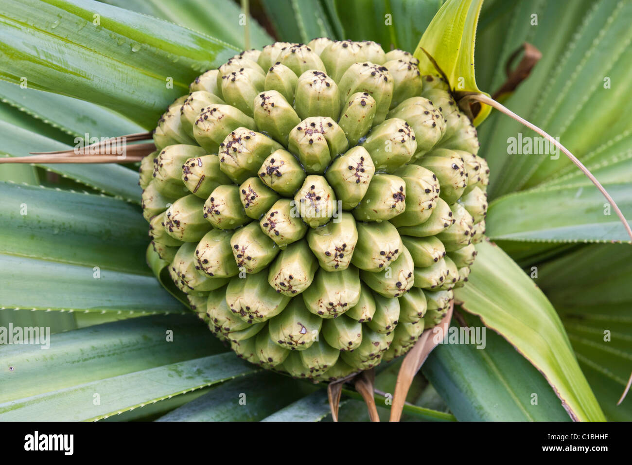 Fruit of pandanus tree in Hawaii. Stock Photo