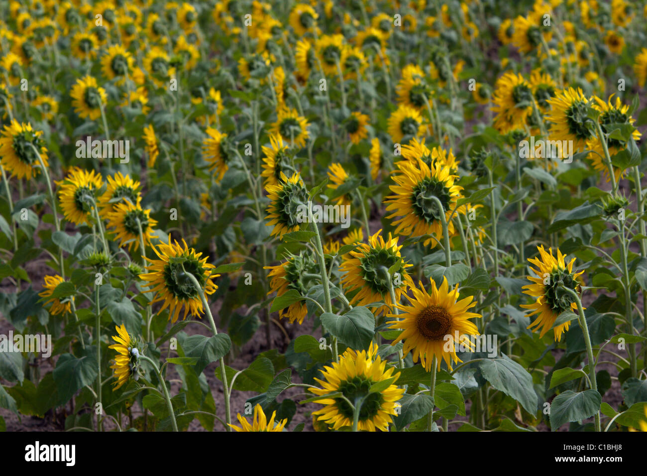 field of sunflowers odd facing flower flowers Stock Photo