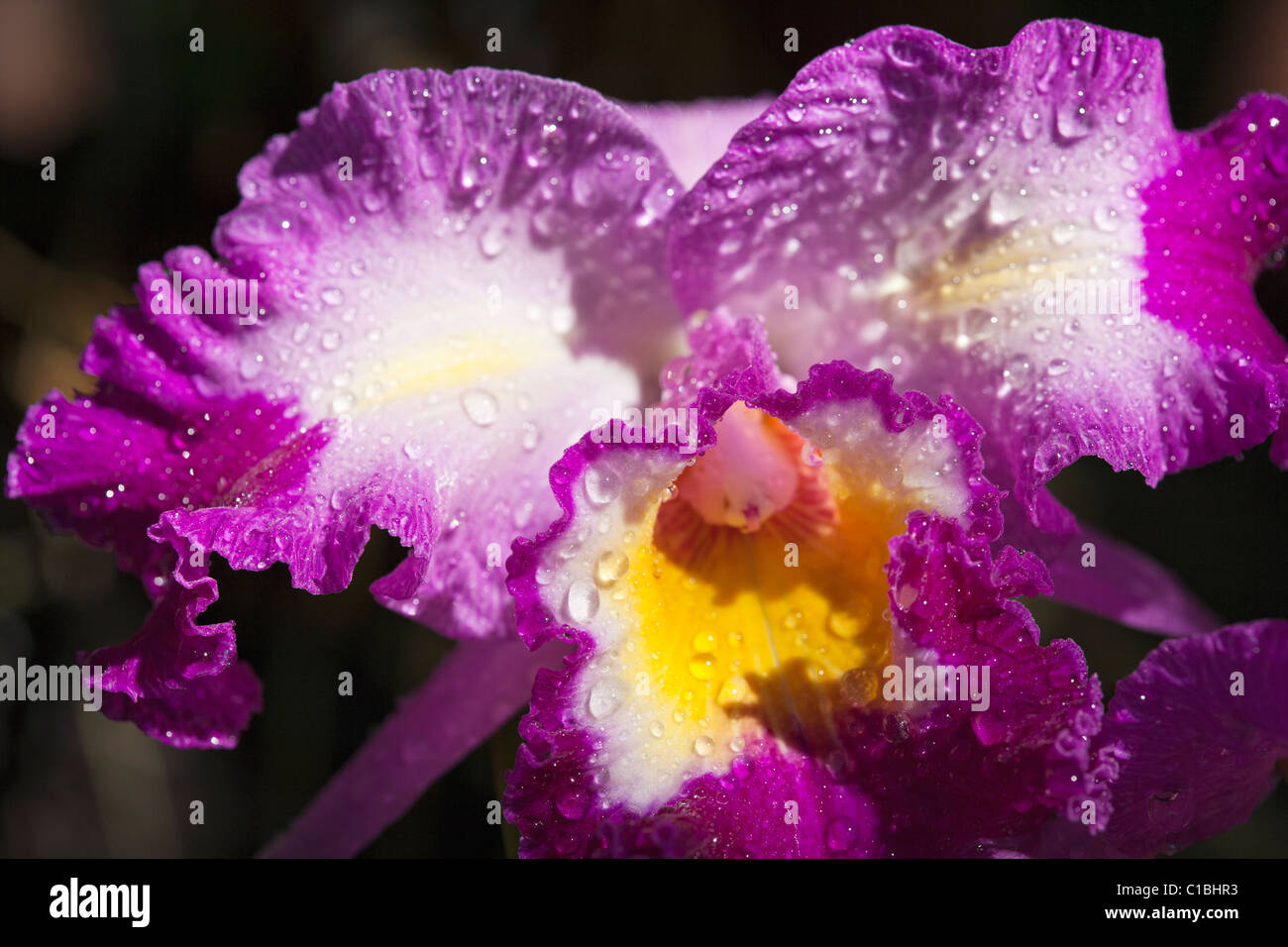 Close-up of Cattleya orchid in Hawaii. Stock Photo