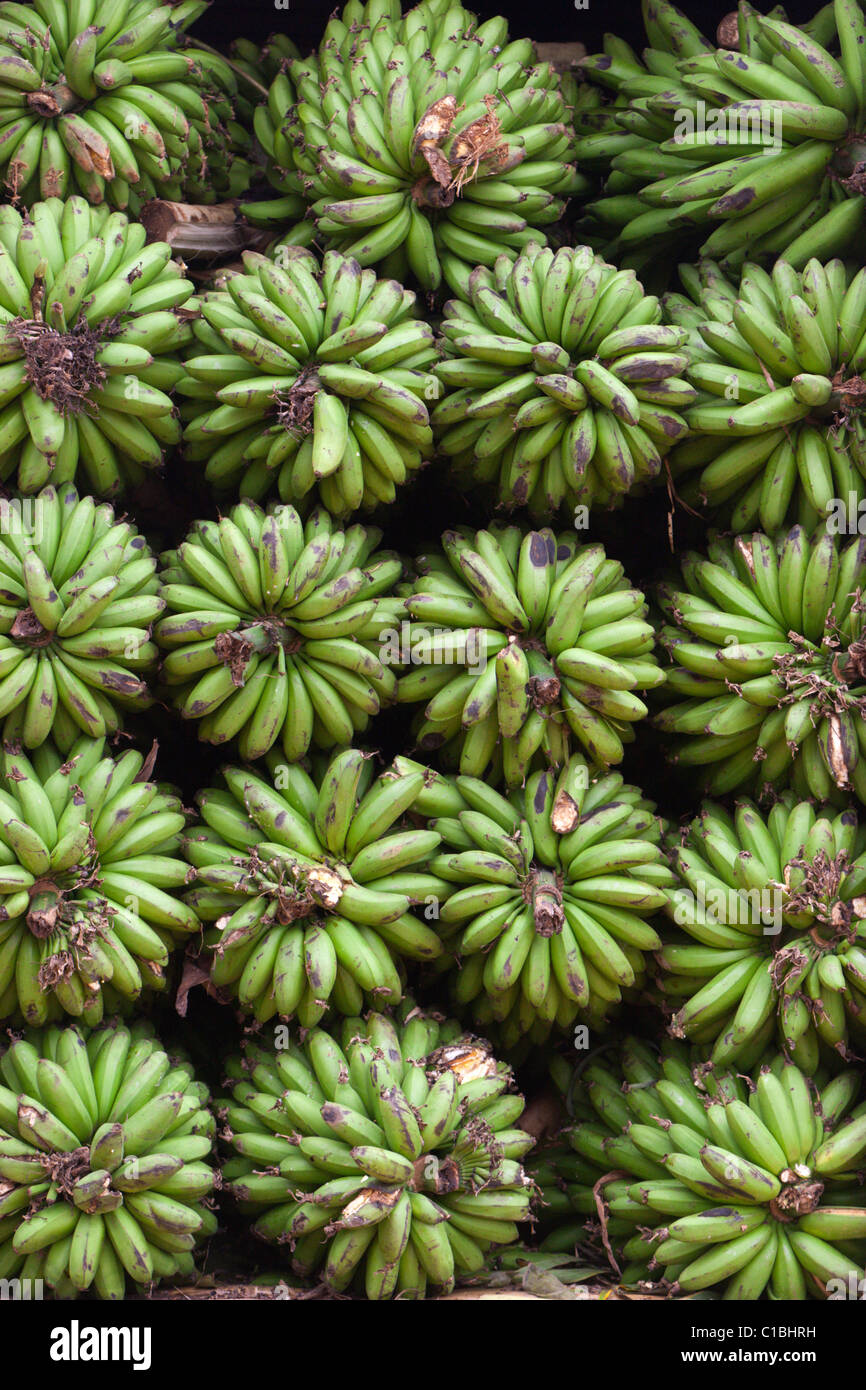 plantain bananas fruit green bunches of bananas Uganda Africa food