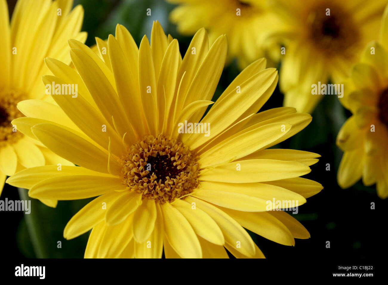 yellow flower daisy daisies bright color colourful Stock Photo