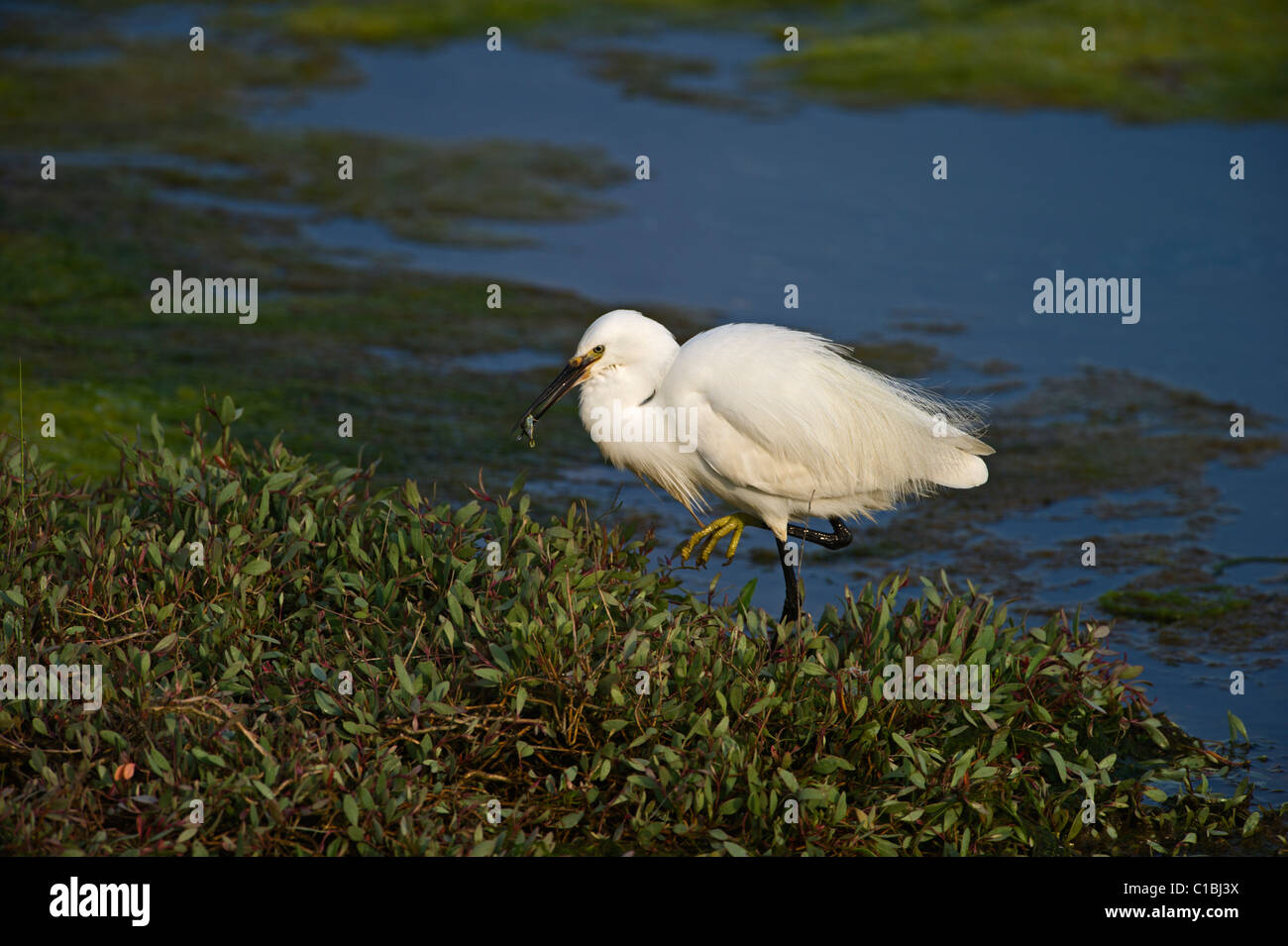 Little Egret Egretta garzetta Clay Norfolk spring Stock Photo