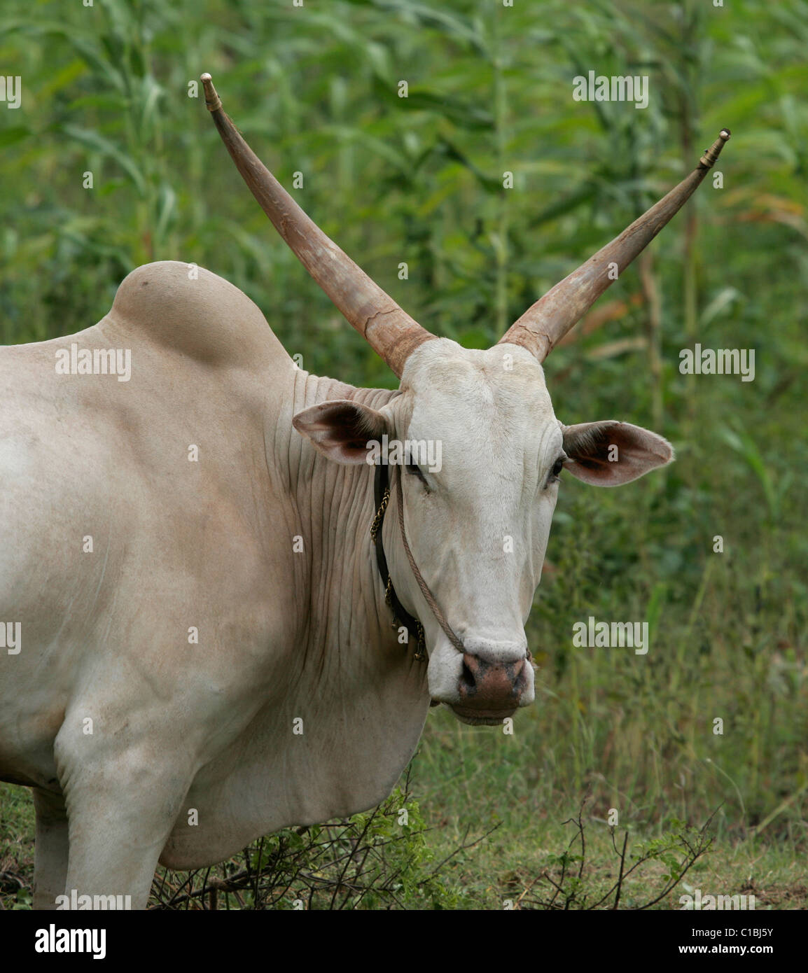 ox oxen India plow animal horns brass tipped horns Stock Photo