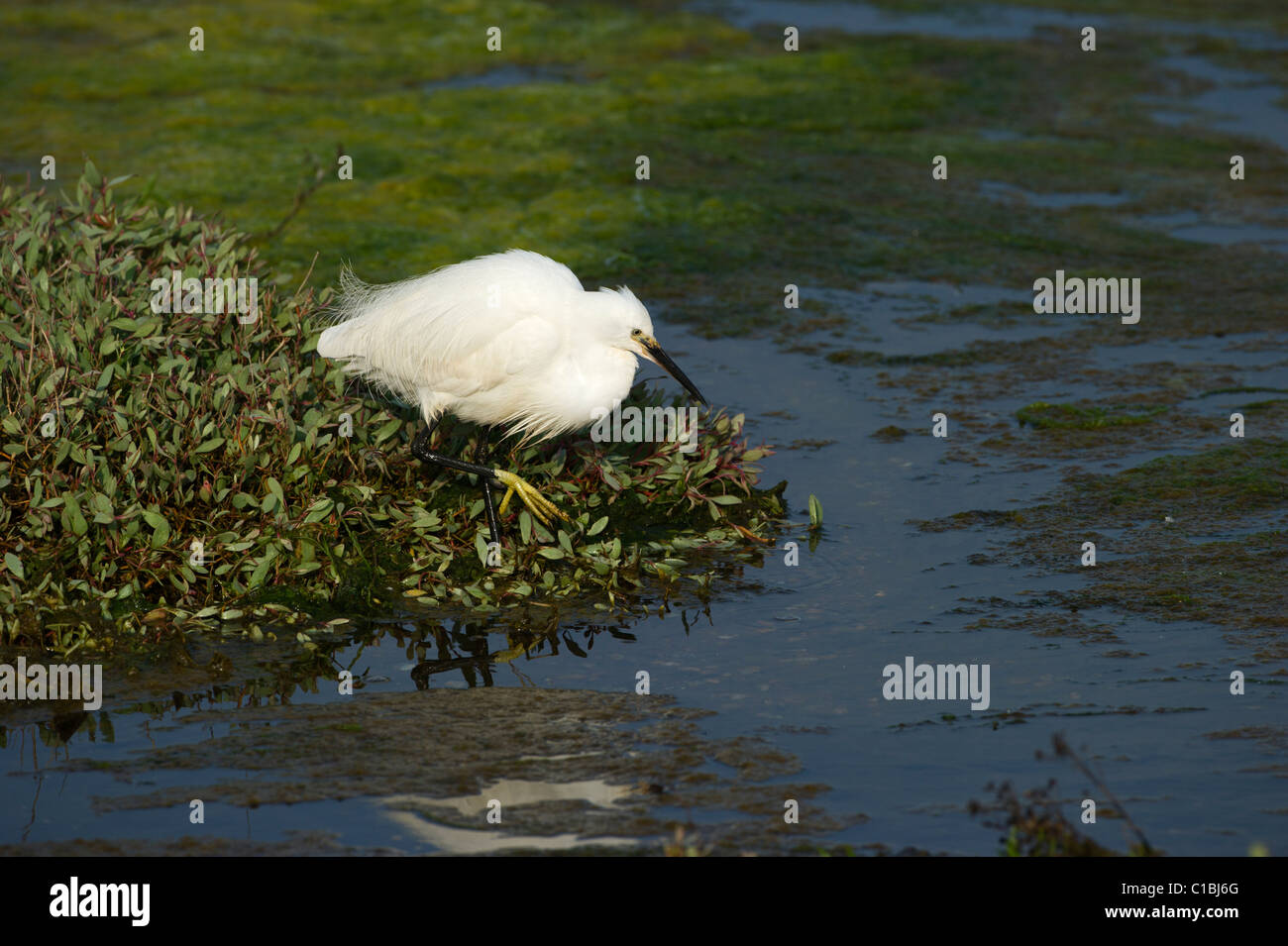 Little Egret Egretta garzetta Clay Norfolk spring Stock Photo