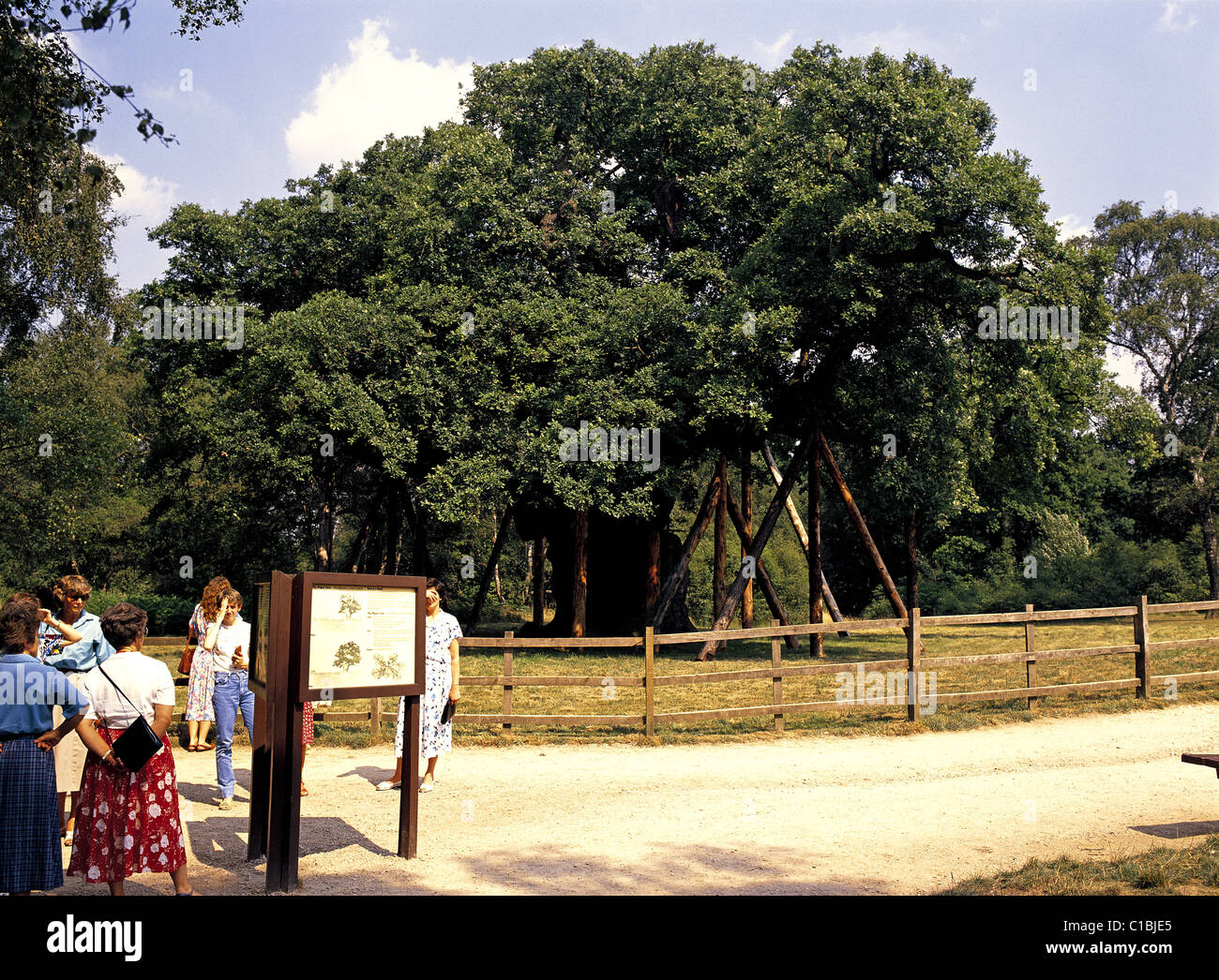 Major Oak in Sherwood Forest Country Park, Nottinghamshire, England Stock Photo