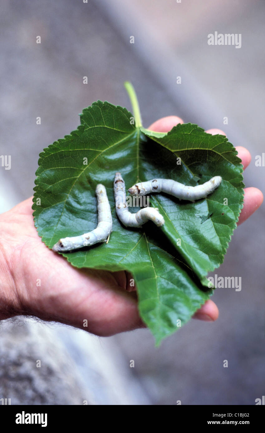 France, Gard, worms with silk on a sheet of mulberry trees Stock Photo