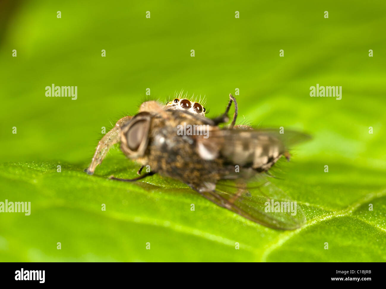 Jumping spider with prey. Stock Photo