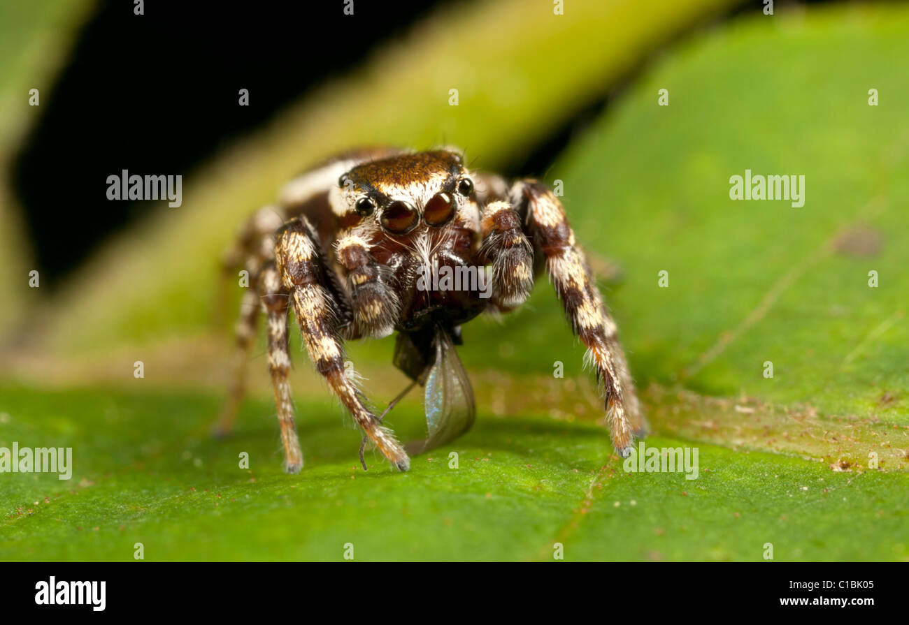 Zebra jumping spider (Salticus scenicus) with  a small fly as prey. Stock Photo