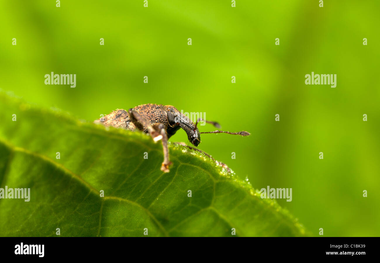 Weevil peering over a leaf Stock Photo