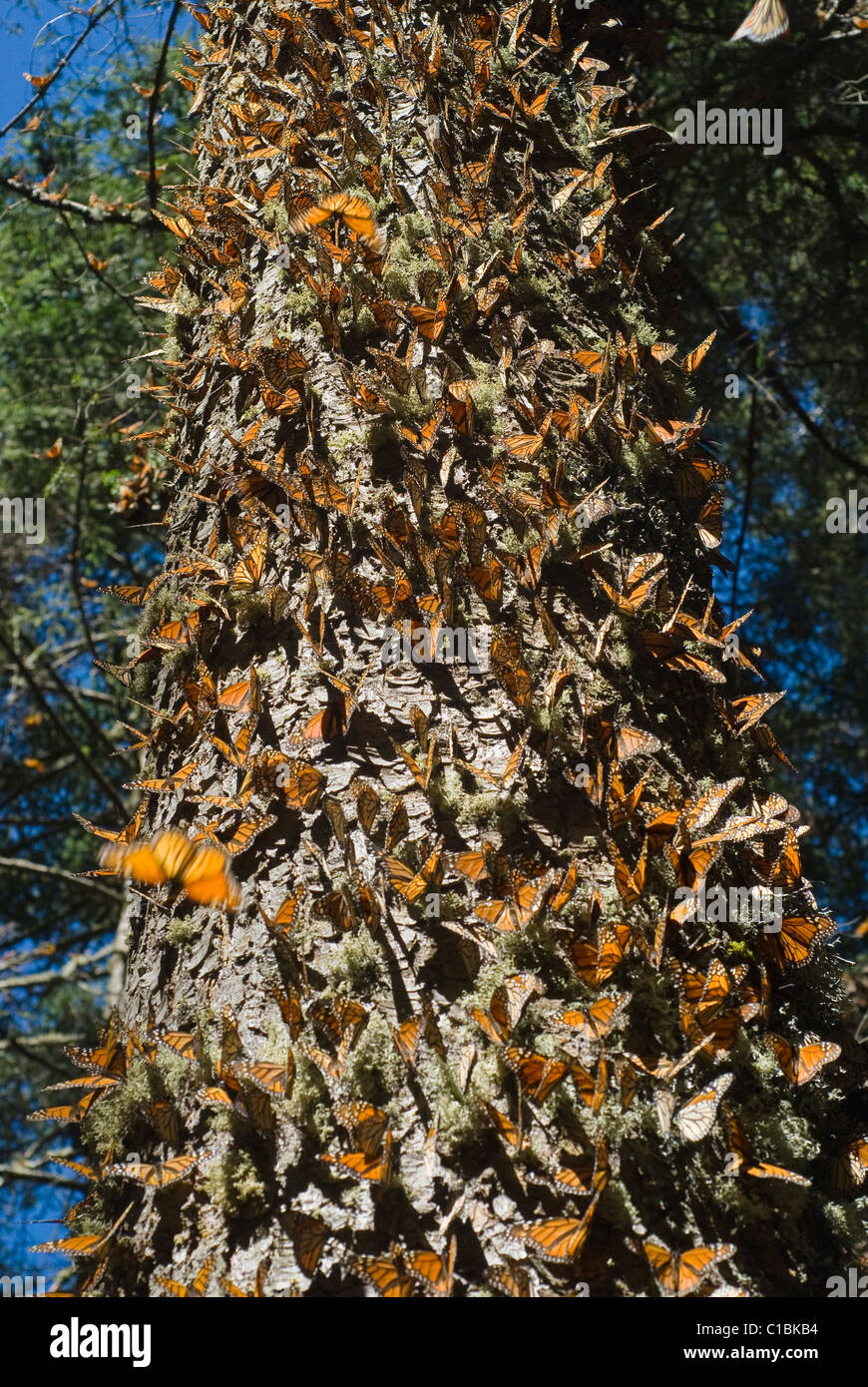 Monarch butterflies migrate annually to the Sierra Madre mountains of