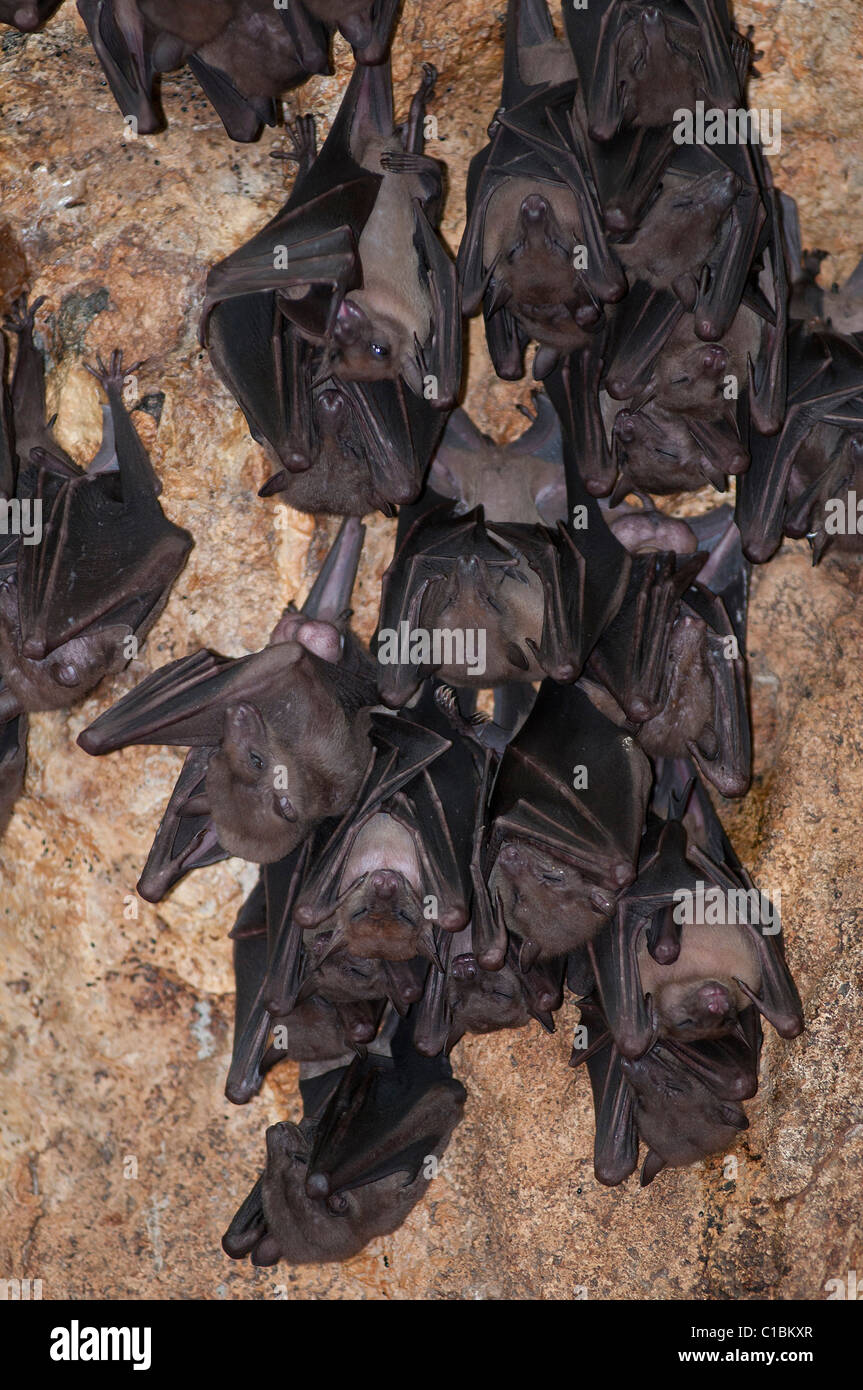 Fruit bats hanging upside down at the bat cave Goa Lawah temple near Klungkung in Eastern Bali Indonesia Stock Photo