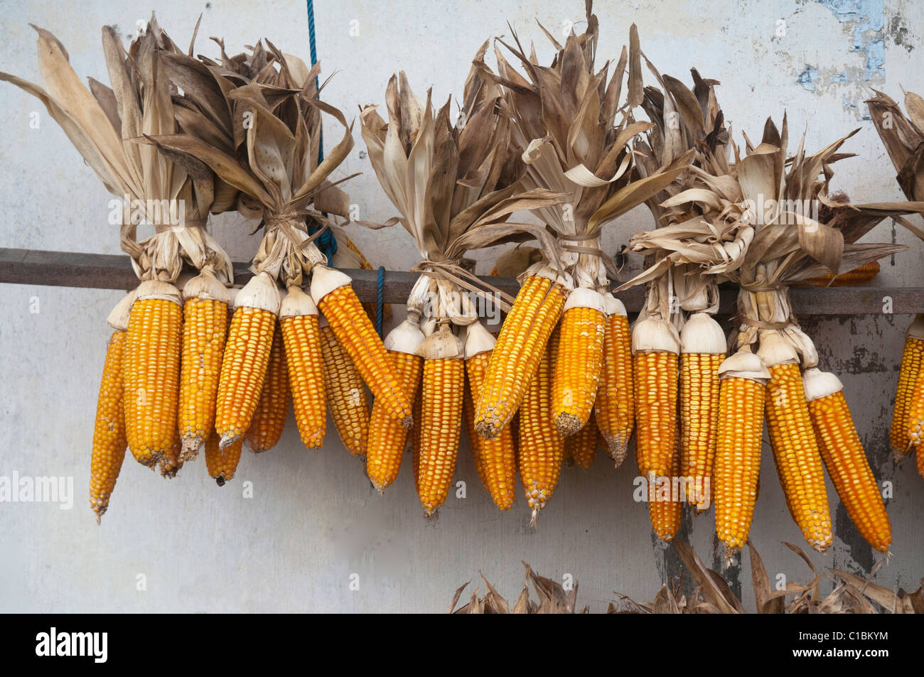Sweet corn drying on the side of a house in Bali Indonesia Stock Photo