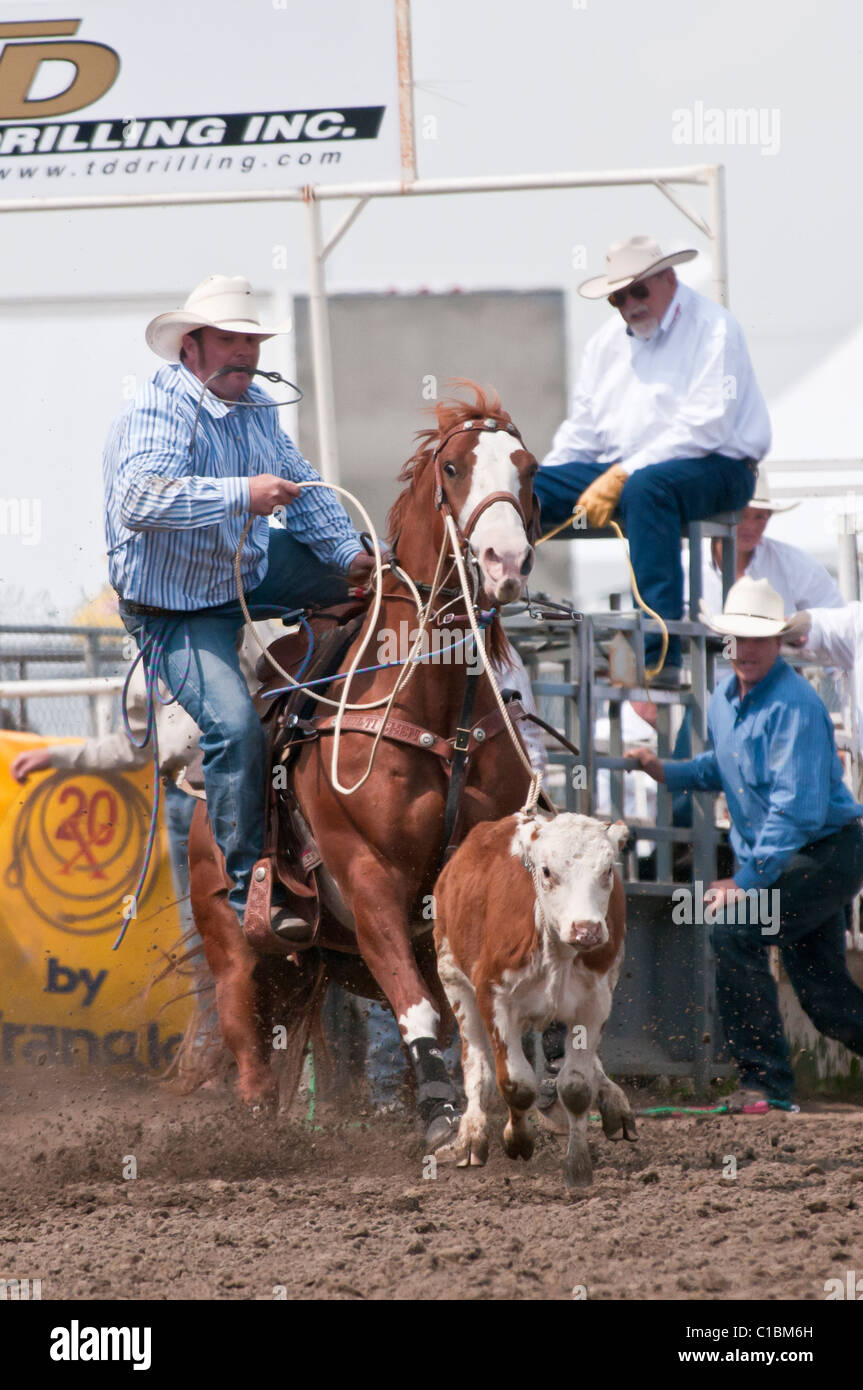 Cowboy rodeo tie down roping hi-res stock photography and images - Alamy
