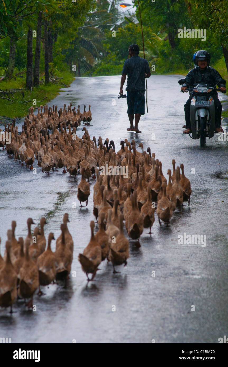 A flock of ducks being herded along a road in the rain in Bali Indonesia Stock Photo