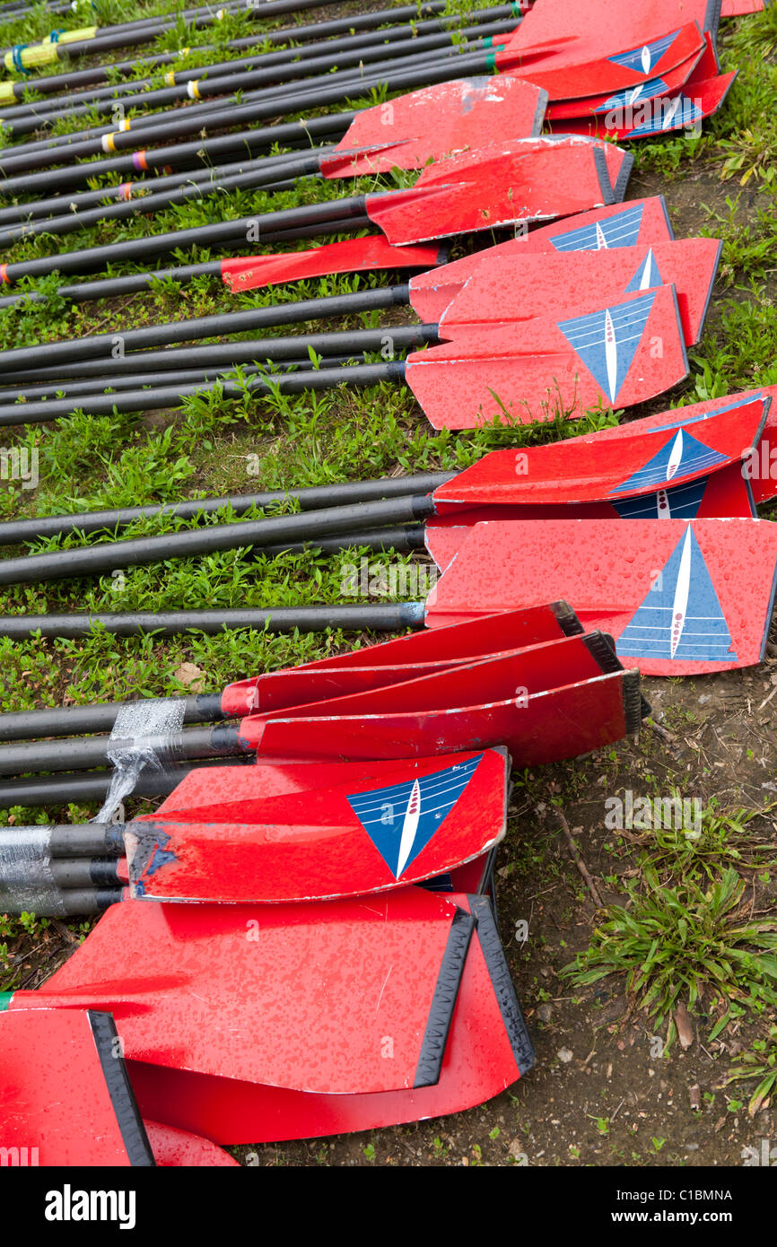 Rowing oars Stock Photo