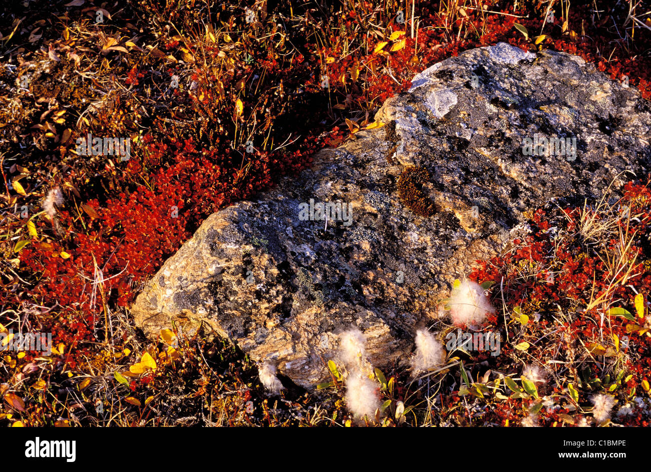 Canada, Nunavut, coloured vegetation of Arctic Stock Photo