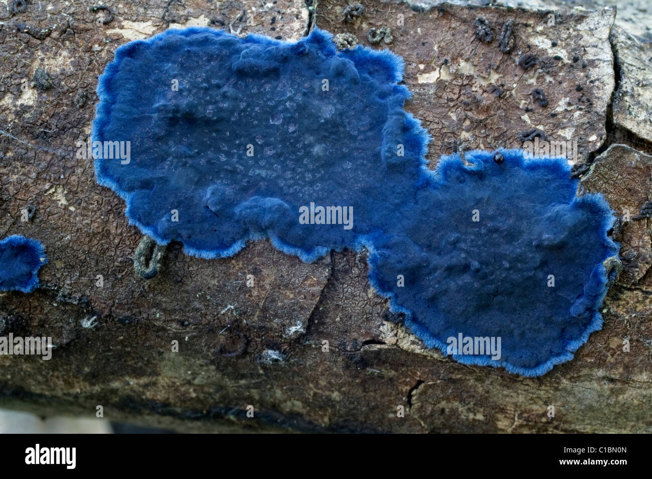 Cobalt Crust (Terana caerulea). Stock Photo