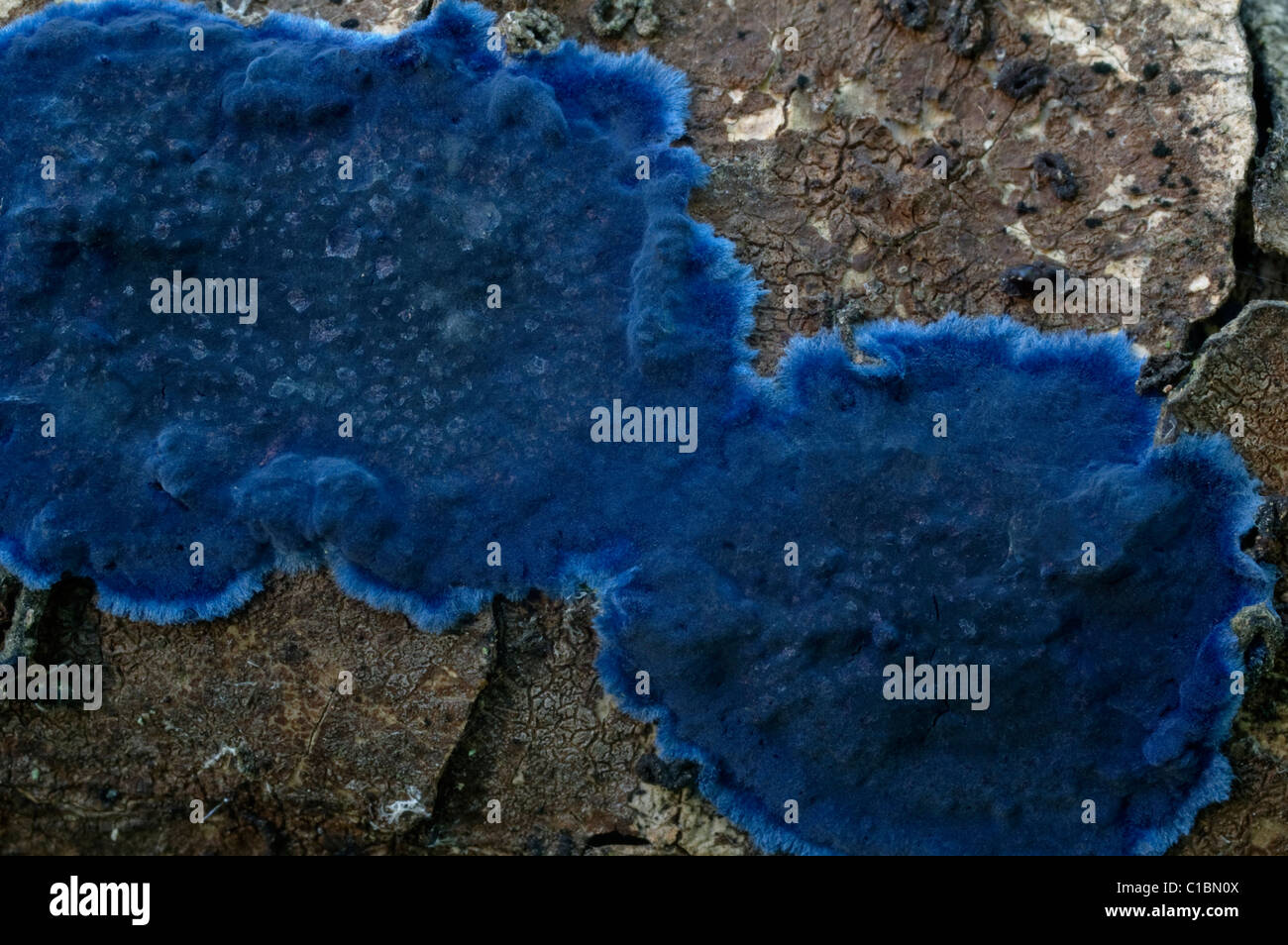 Cobalt Crust (Terana caerulea) Stock Photo