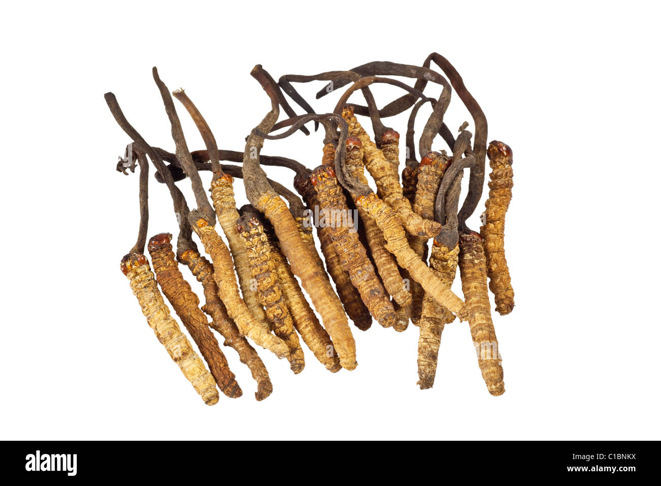Ingredient used in Traditional Chinese Medicine isolated on white background - Cordyceps sinensis (caterpillar fungus) Stock Photo