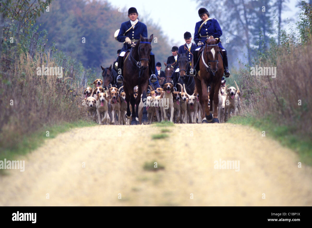 hunting with hounds in the hunt Stock Photo