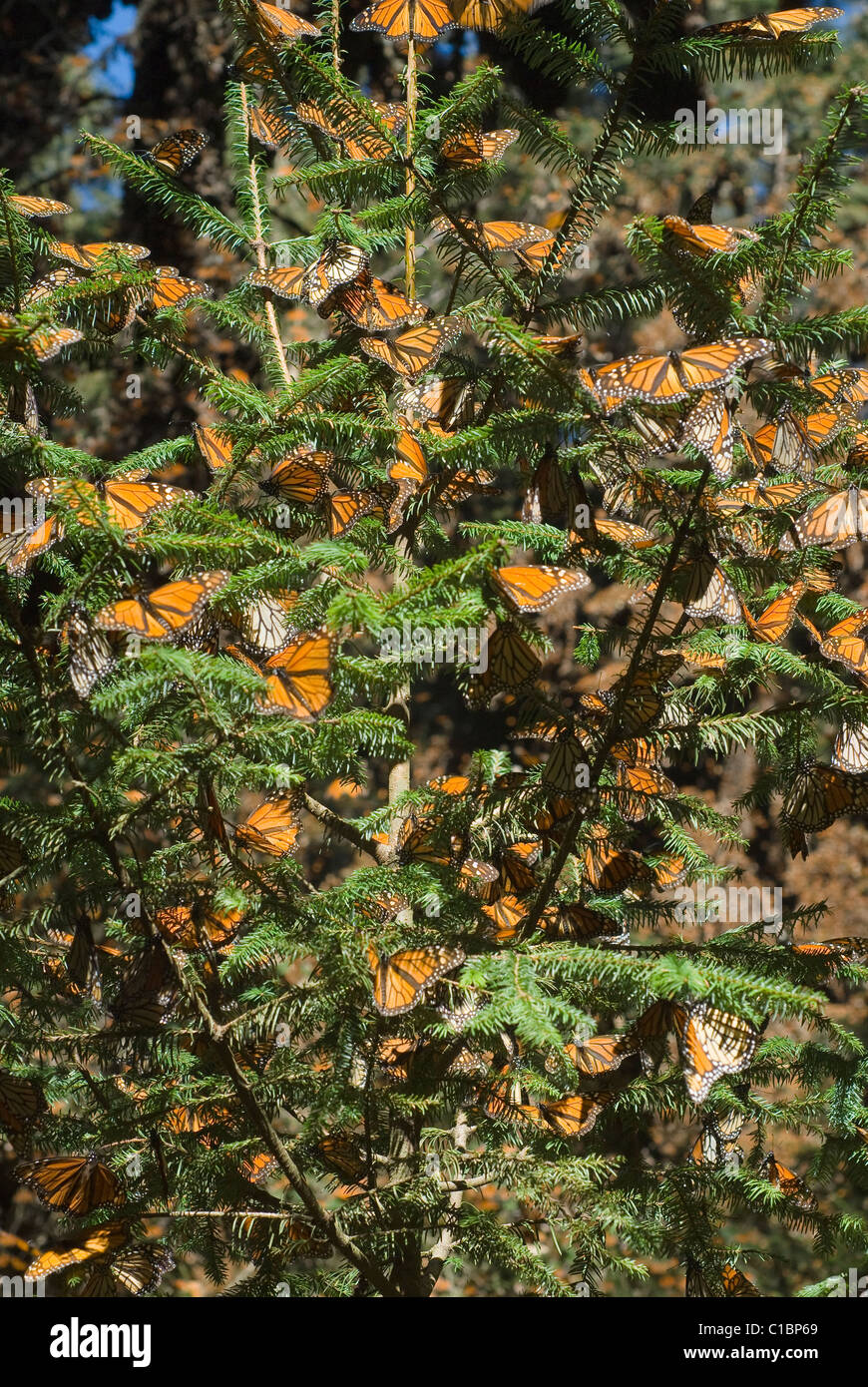 Monarch butterflies migrate annually to the Sierra Madre mountains of