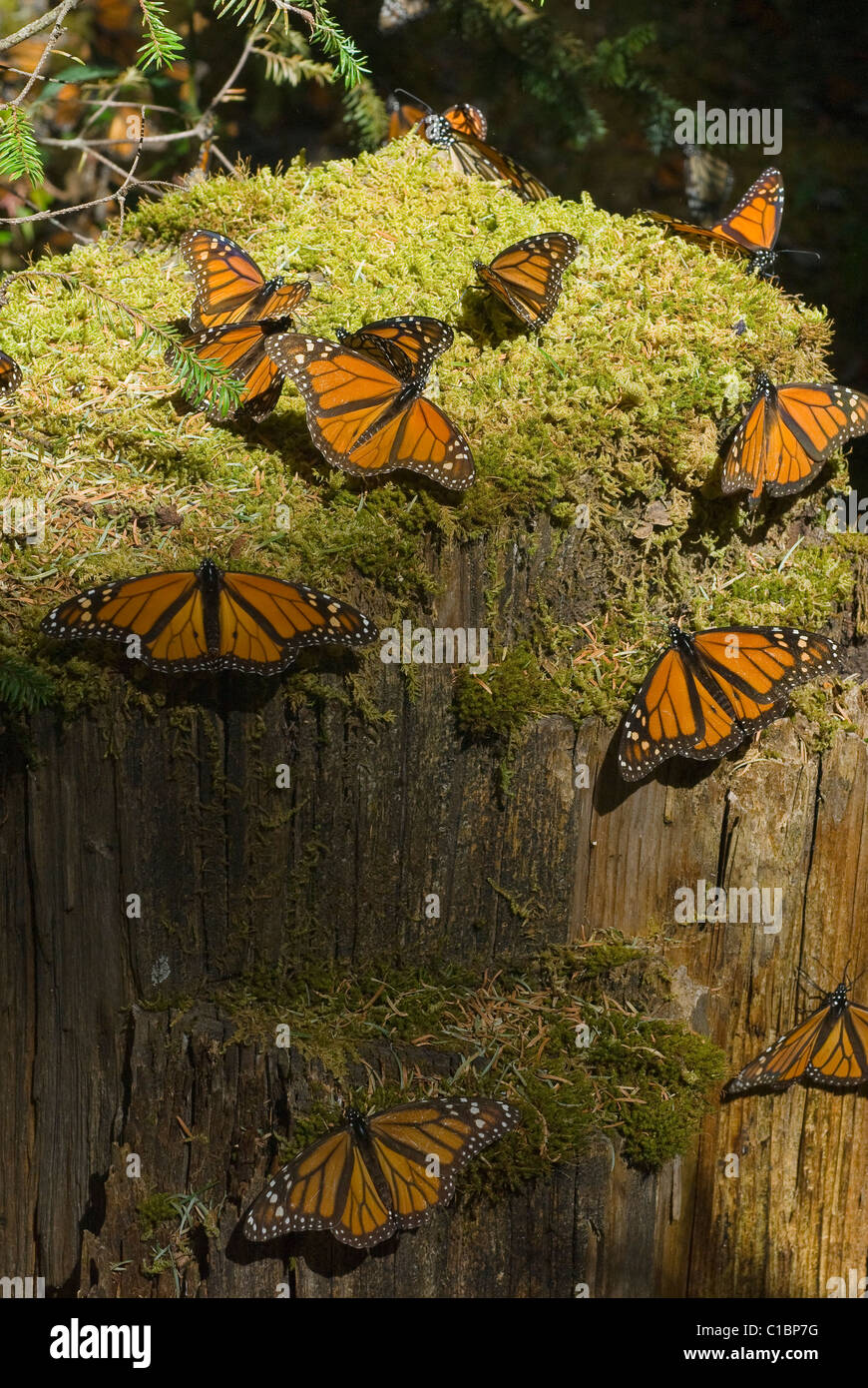 Monarch butterfly mexico hires stock photography and images Alamy