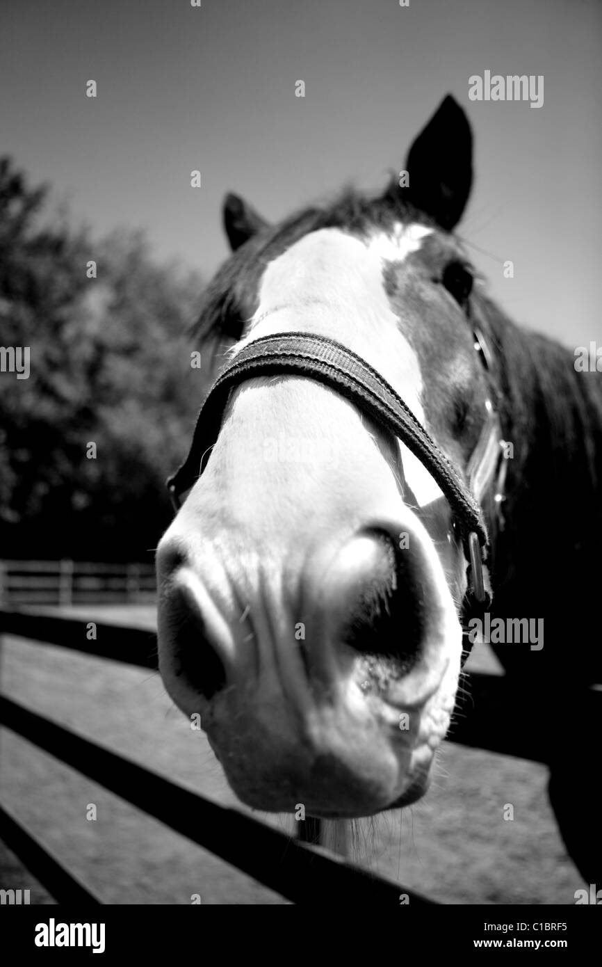 HORSE FACE PORTRAIT ANIMAL CLOSE UP NOSTRILS NOSE EQUINE Stock Photo
