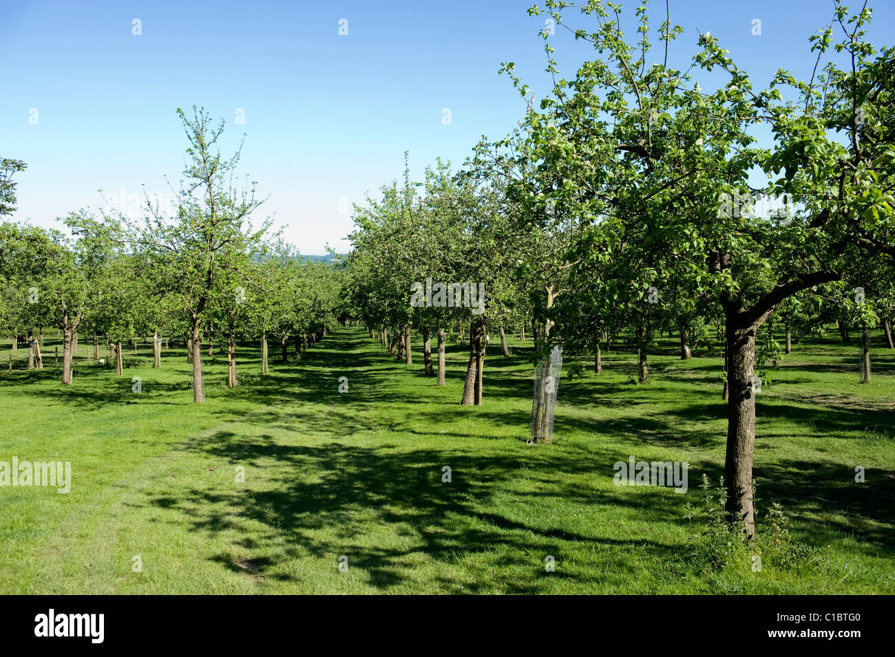 Orchard, Burrow Hill Cider, Kingsbury Episcopi, Somerset, England