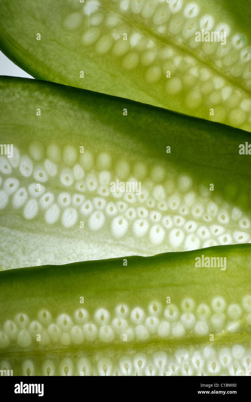 CUCUMBER Stock Photo