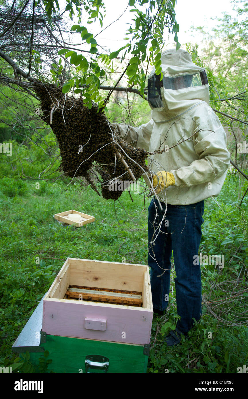 Beekeeper, Vallagarina, Trentino, Italy, Europe Stock Photo
