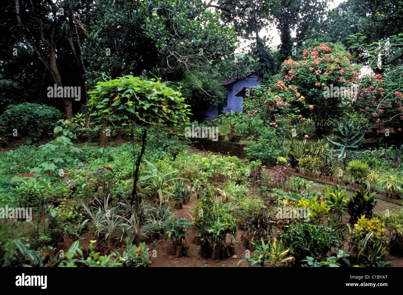 India, Kerala, botanical ayurvedic garden in Kottakal Stock Photo Alamy