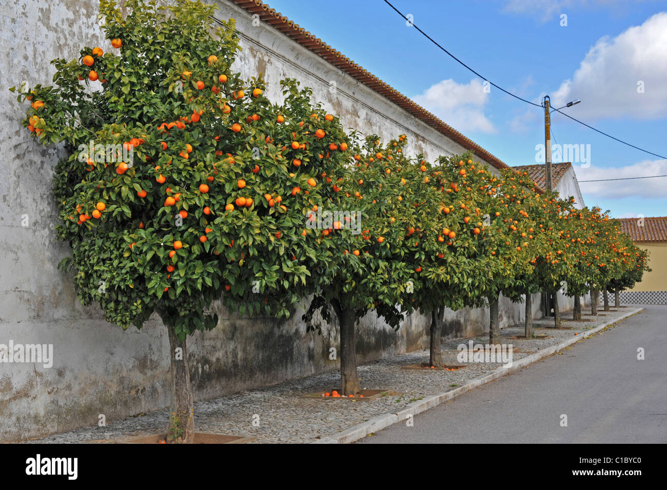 A row of orange trees lining a street in Selmes, Alentejo, Portugal Stock Photo
