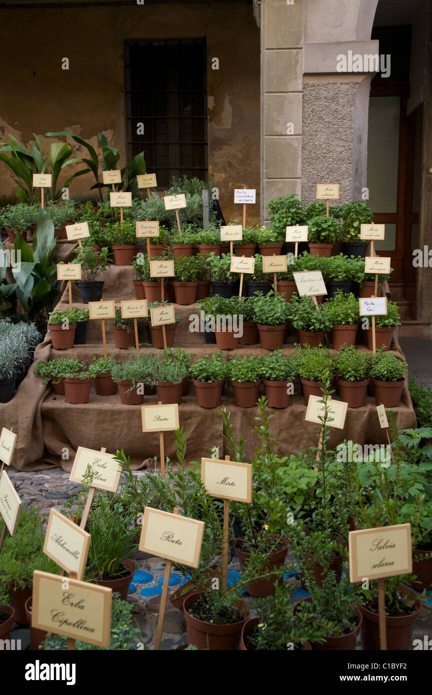 Exibithion of old herbs, Guastalla, Emilia Romagna, Italy, Europe Stock Photo
