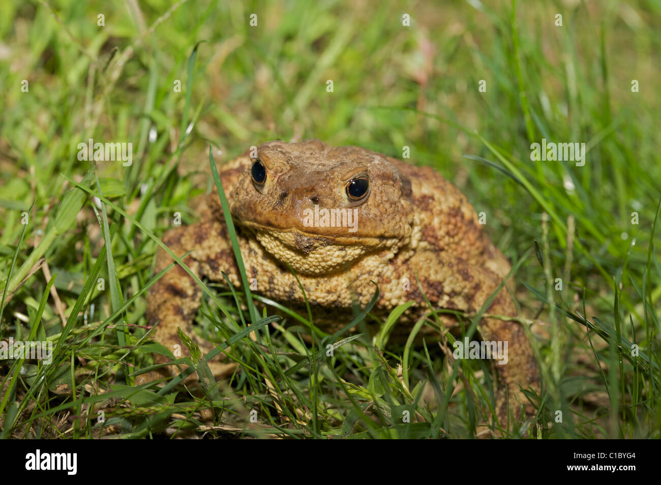 Italian toad,Italy, Europe Stock Photo