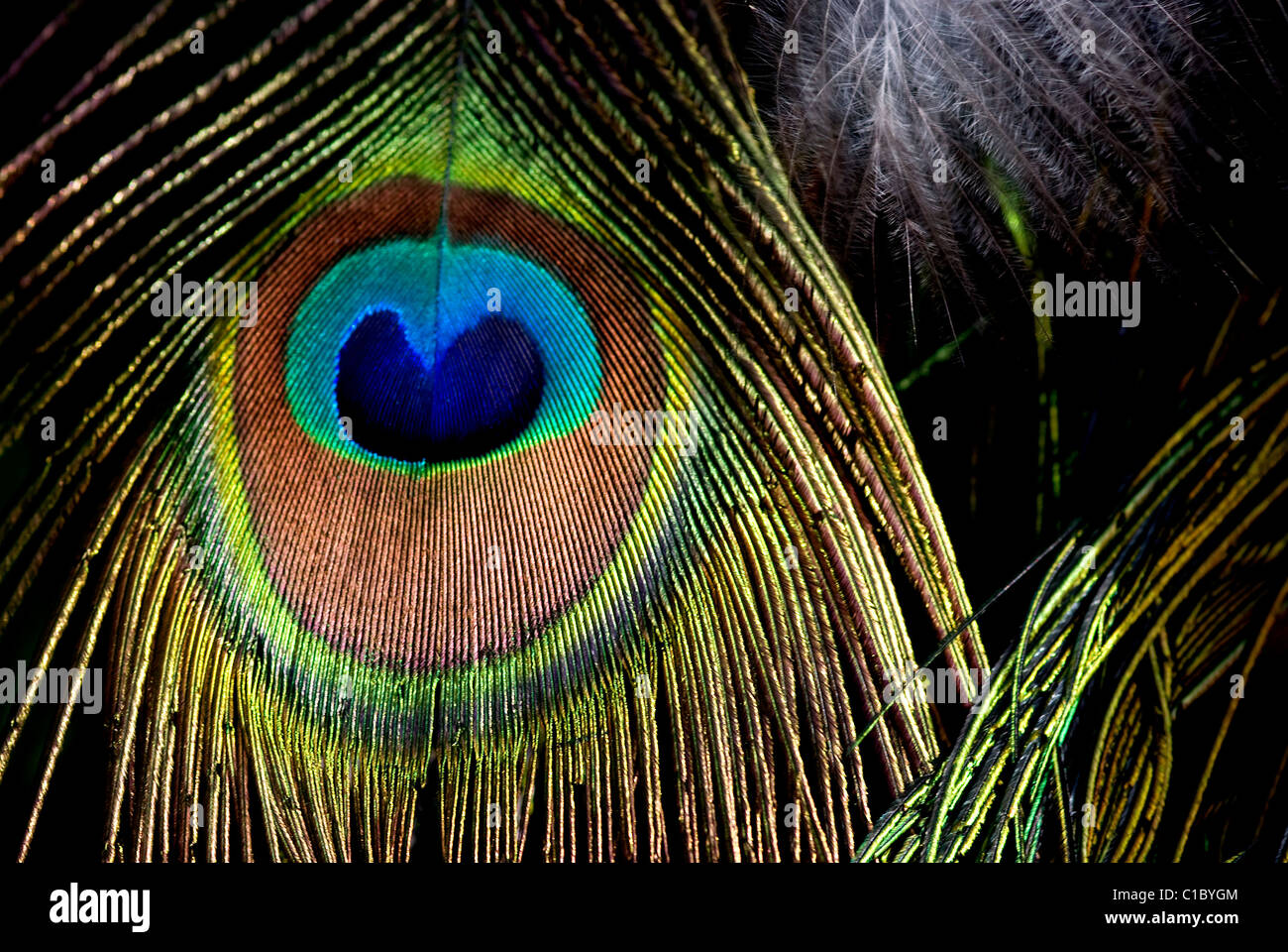 Close-up of a peacocks tail feather, showing the blue heart-shaped center. Stock Photo