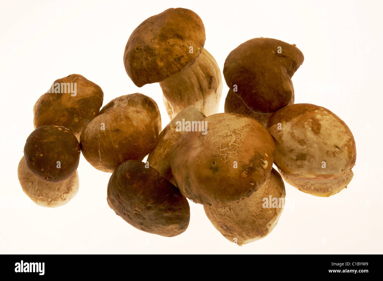 Boletus edulis, Porcino mushrooms, Trentino Alto Adige, Italy, Europe Stock Photo