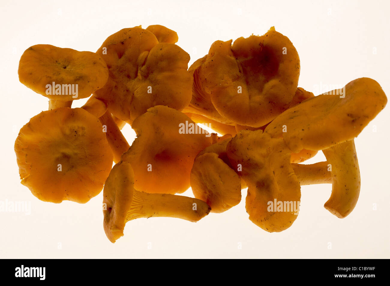 Chanterelle mushrooms,Trentino Alto Adige, Italy, Europe Stock Photo