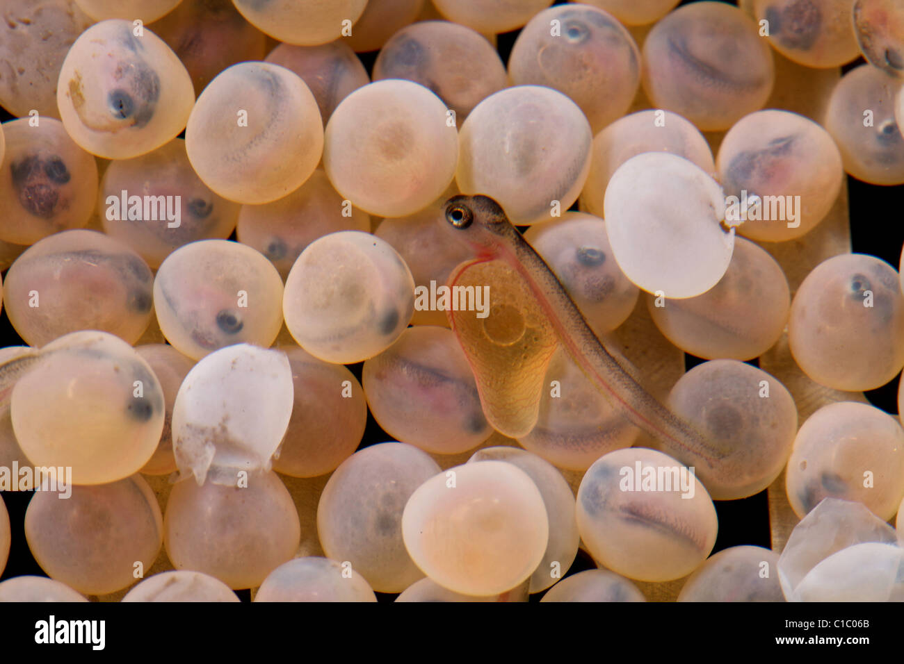 Trout eggs hi-res stock photography and images - Alamy