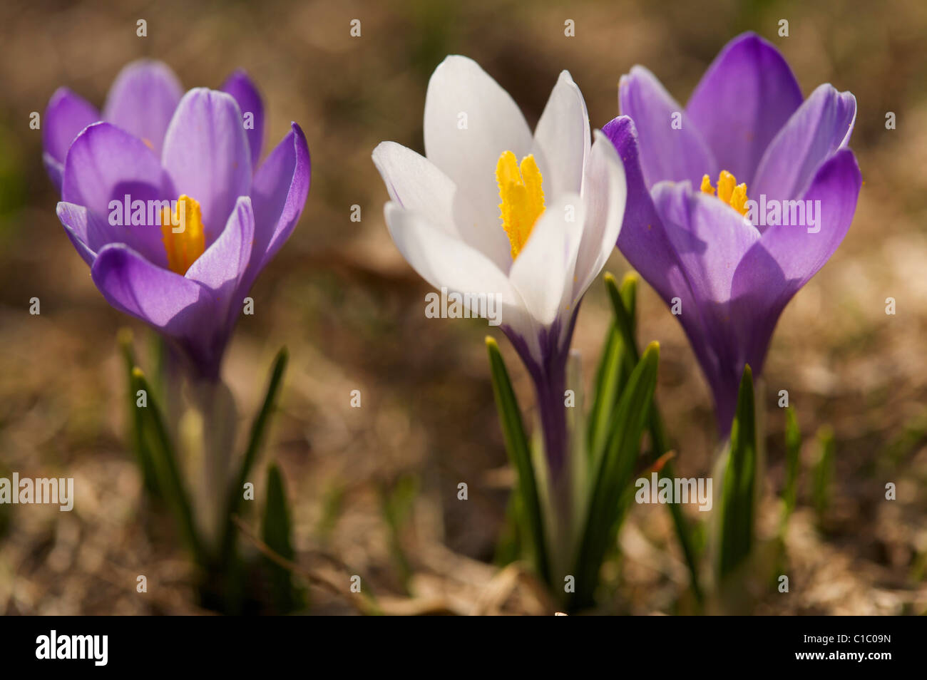Spring flowering of Crocus, wild saffron, fiore di zafferano selvatico  Stock Photo - Alamy