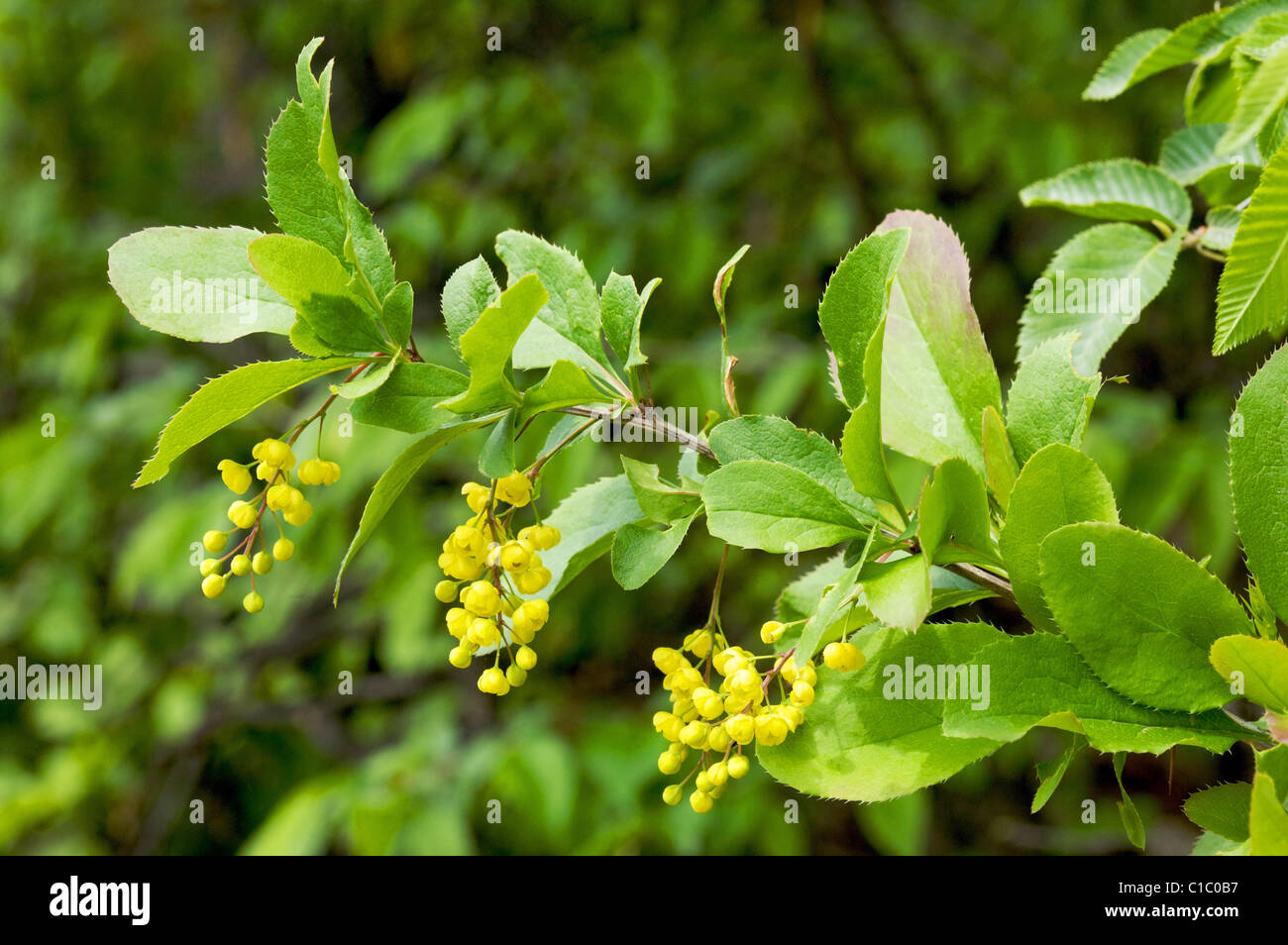 flowering of Berberis vulgaris, Crespino, fiore, fioriitura, Trentino Alto  Adige, Italy, Europe Stock Photo - Alamy