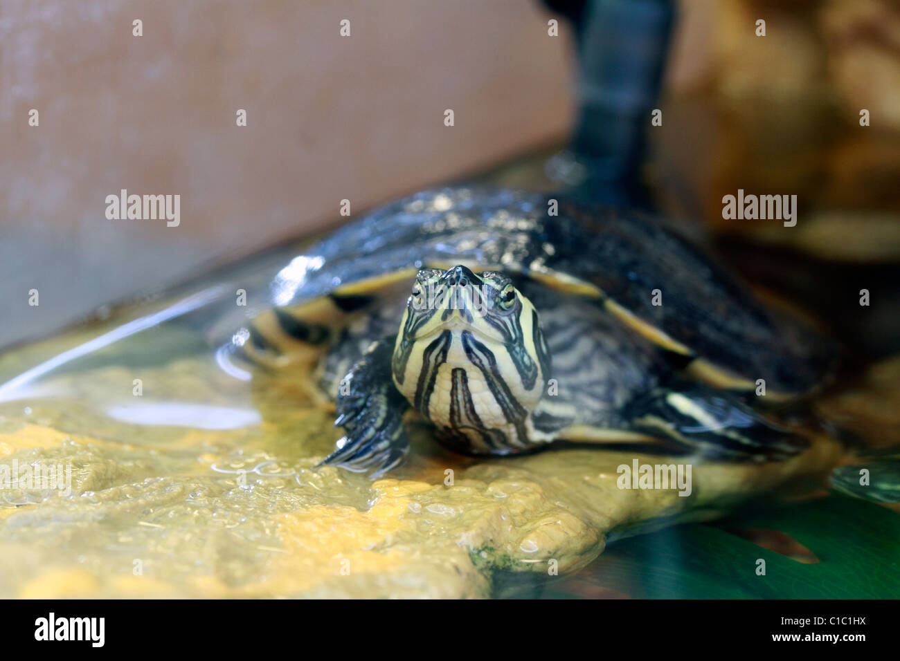 The yellow-bellied slider turtle, Trachemys scripta scripta, a land and ...