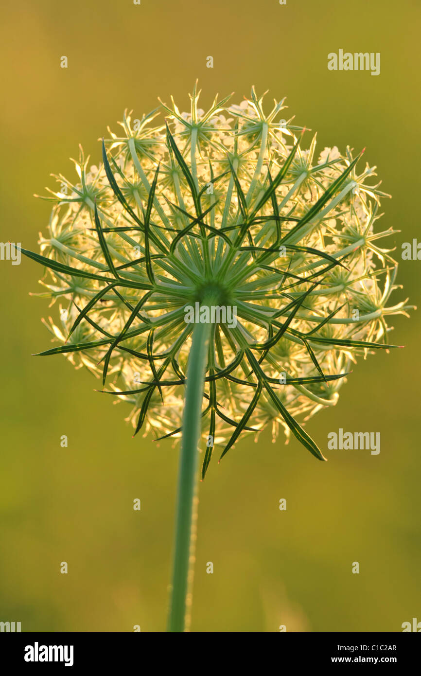 Backside of Queen Anne's lace (Daucus carota) Stock Photo
