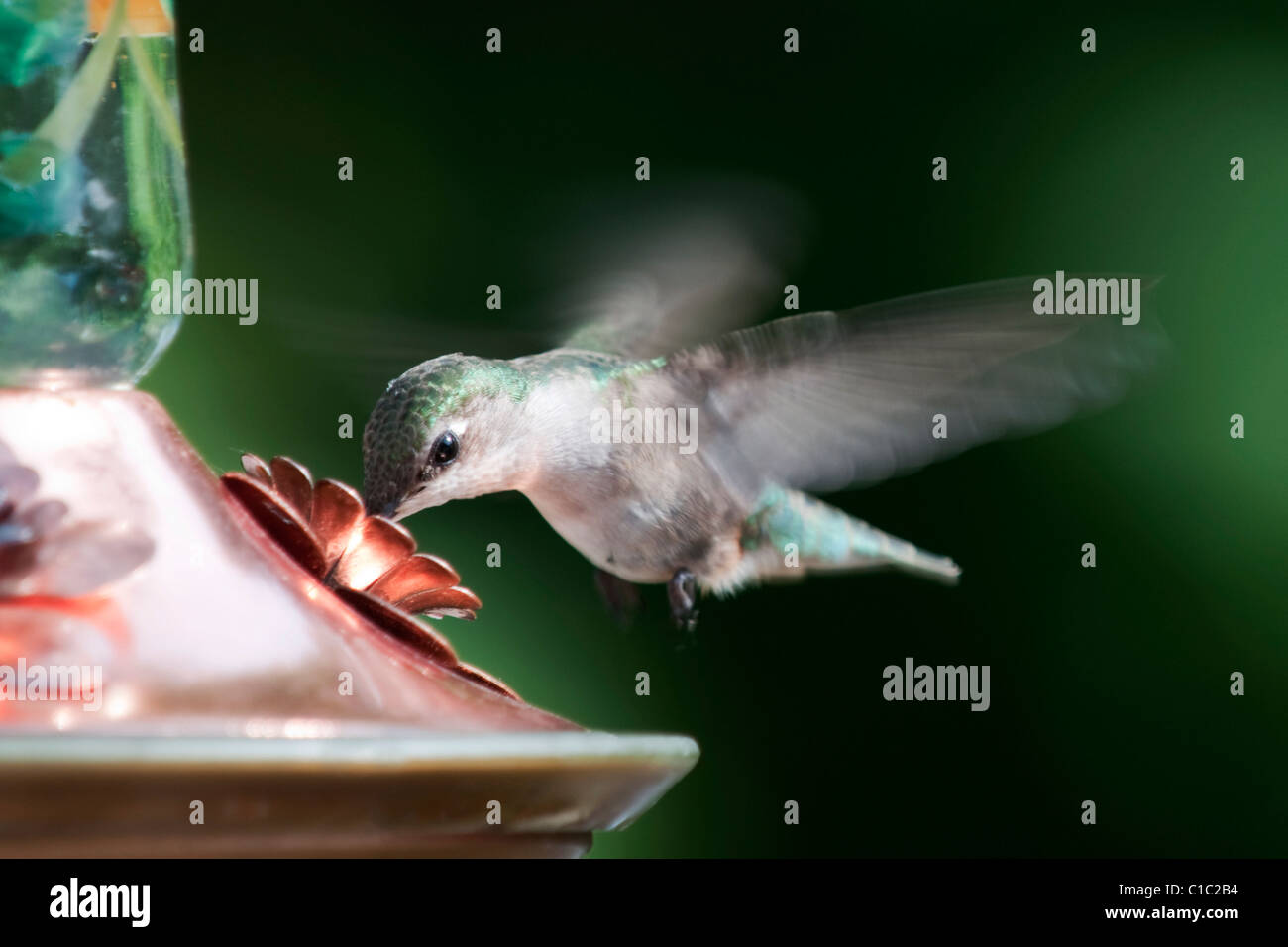 Canadian hummingbird hi-res stock photography and images - Alamy