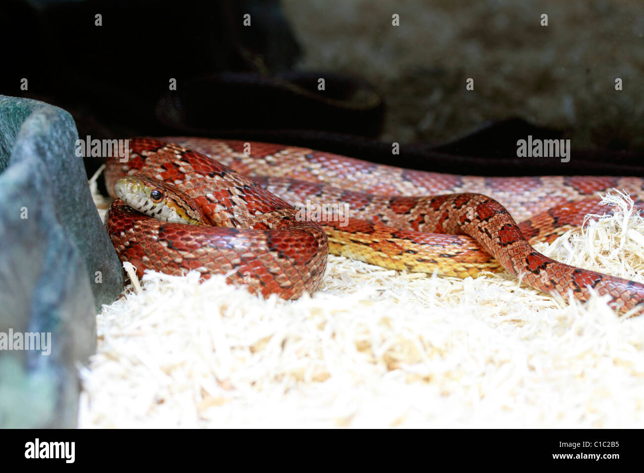 Carolina Corn Snake, Pantherophis guttatus guttatus Stock Photo