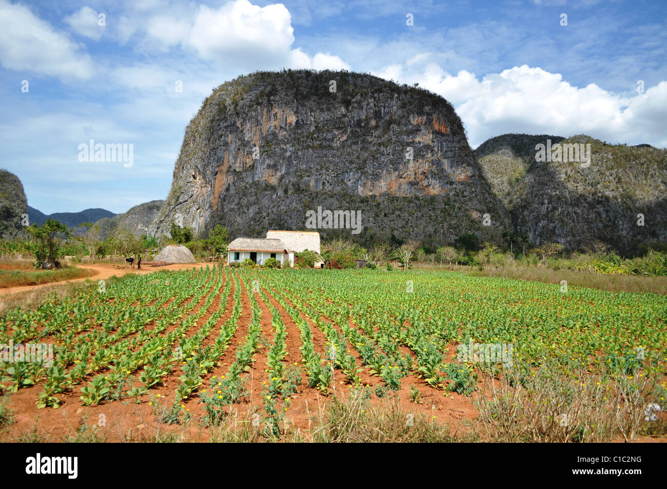 Tobacco field in Vinales valley, Cuba Stock Photo