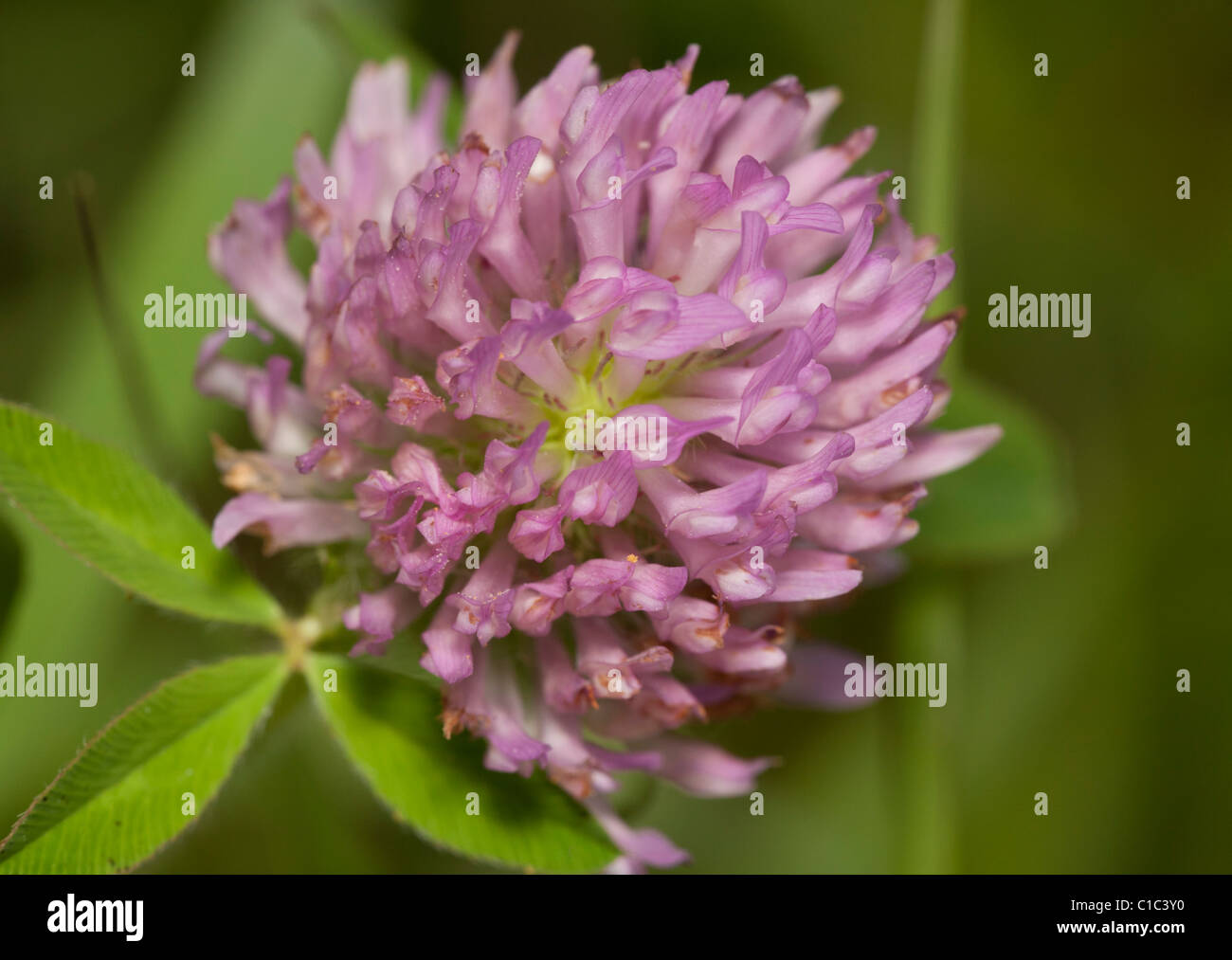 Pink clover blossom (trifolium sp.) Stock Photo