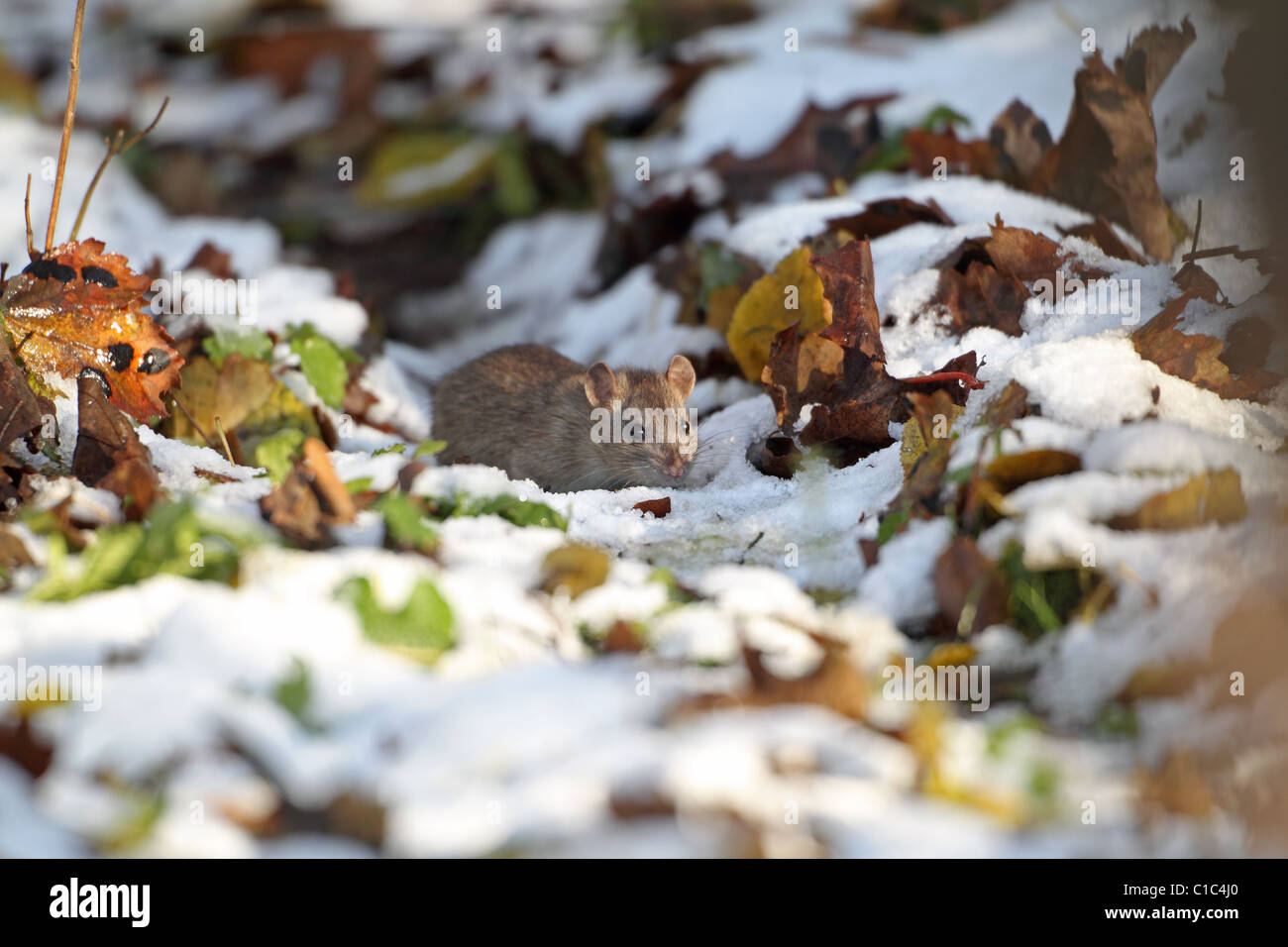 Brown Common Sewer Hanover rat, Norway rat, Brown Norway Norwegian Wharf Rat (Rattus norvegicus