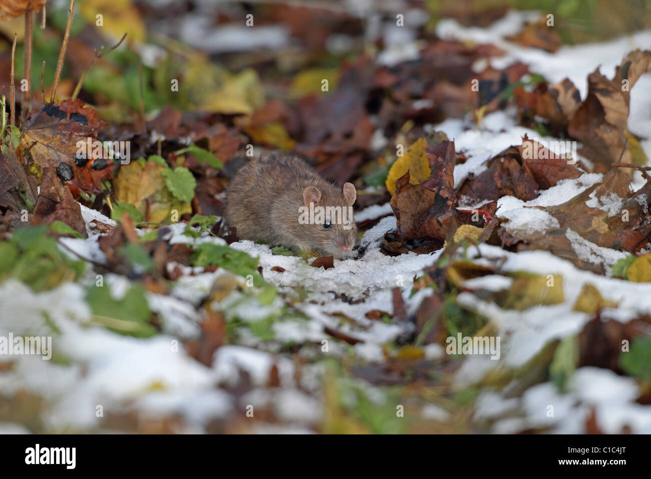 Brown Common Sewer Hanover rat, Norway rat, Brown Norway Norwegian Wharf Rat (Rattus norvegicus